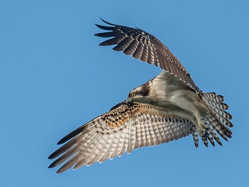 Visarend Vlaardingen van Karen de Geus