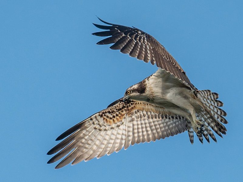 Osprey Vlaardingen by Karen de Geus