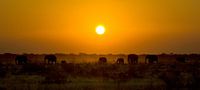 Elephant Sunset van BL Photography thumbnail