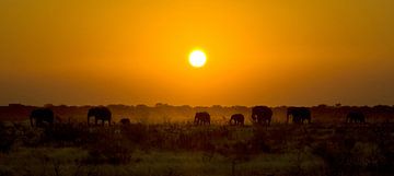 Elefanten-Sonnenuntergang von BL Photography