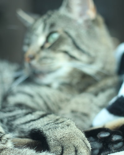 Reclining cat