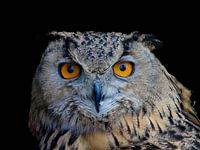 Intrigerend, de kop van een uil.