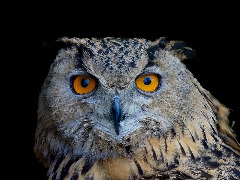 Intrigante, la tête d'un hibou. Le hibou grand-duc. par Marjon Woudboer