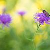 A  butterfly (Zygaenidae ) among brightly coloured summer flowers by Birgitte Bergman