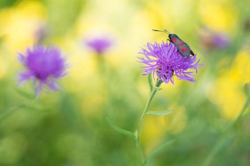 Een Sint-jansvlinder (Zygaenidae ) tussen vrolijk gekleurde zomerbloemen