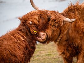 Scottish highlander calf gives kiss and love by Bas Marijnissen