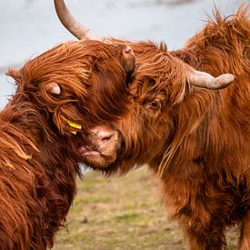 Schotse hooglander kalf geeft kusje en liefde van Bas Marijnissen