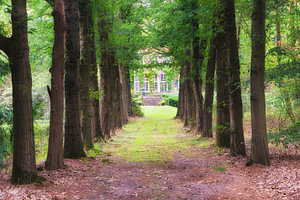 Blick auf das Anwesen Haus Beerze entlang einer von Eichen gesäumten Allee