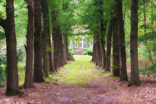 View of estate House Beerze along an avenue lined with oaks