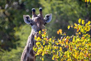 Zuid-Afrika | Krugerpark | Giraf van Claudia van Kuijk