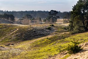 Wekeromse Zand bei Wekerom von Marianne van der Zee