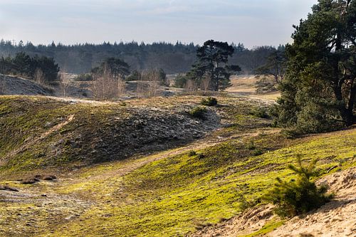 Wekeromse Zand op koude dag met rijp en mos