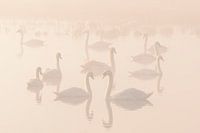 Swan Lake
