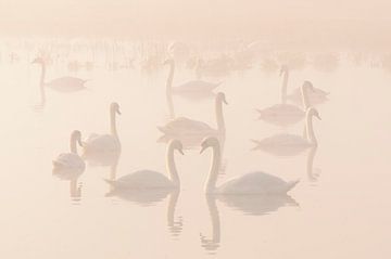 Swan Lake by Margaret van den Berg