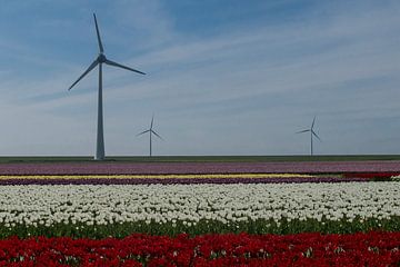 Tulpen en windmolens