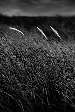 Drie, zwart en wit van Yanuschka Fotografie | Noordwijk
