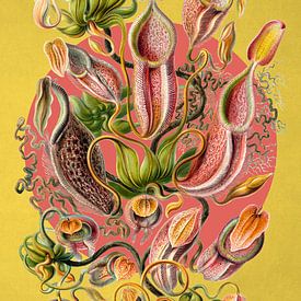 a Collection of Nepenthes von Marja van den Hurk