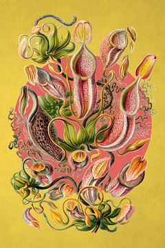 a Collection of Nepenthes by Marja van den Hurk