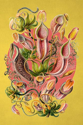 a Collection of Nepenthes von Marja van den Hurk