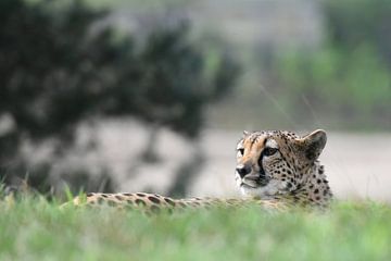 Cheetah rustend in het gras van Rini Kools