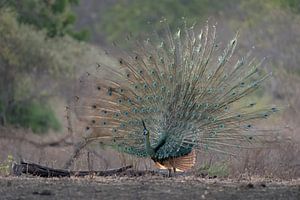 Ein Grüner Pfau rühmt sich mit seinen Schwanzfedern