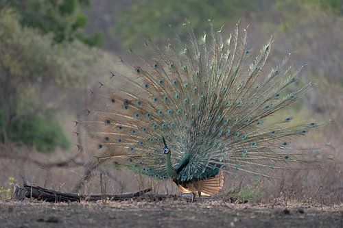 Ein Grüner Pfau rühmt sich mit seinen Schwanzfedern von Anges van der Logt