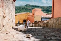 Oude kat op Sardinië