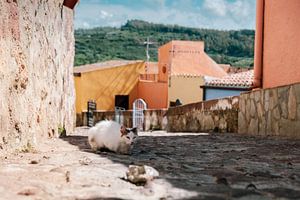 Un vieux chat en Sardaigne