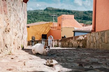 Oude kat op Sardinië van Tom Rijpert