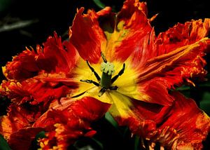 Rode tulp helemaal open