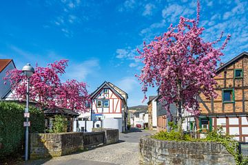 Le printemps à Bachem