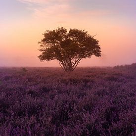 Foggy morning on the Zuiderheide near Hilversum by Michiel Dros