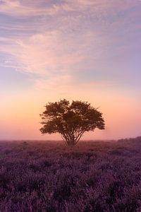 Nebliger Morgen auf der Zuiderheide bei Hilversum