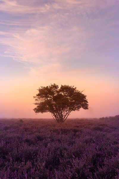 Mistige ochtend op de Zuiderheide bij Hilversum van Michiel Dros