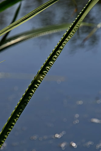Ribbelblad 3