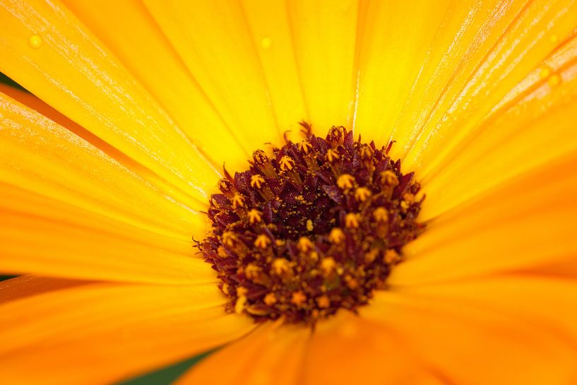 Calendula flower by Bo Valentino