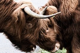 Schottische Highlander "Mutterliebe" von Truckpowerr