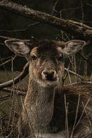 Fawn