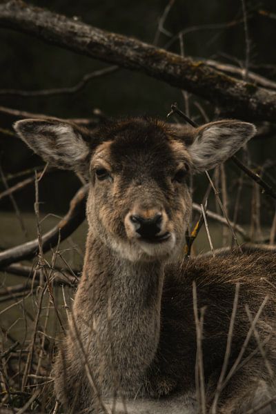 Rehkitz von Larsphotografie