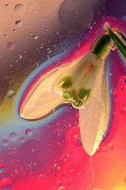 Bunte Blume von Marcel van Rijn