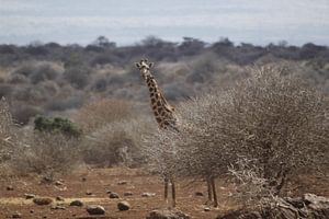 girafe derrière un buisson sur Laurence Van Hoeck