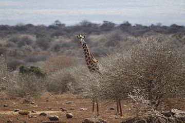 giraffe behind a bush by Laurence Van Hoeck