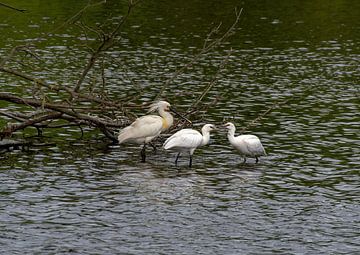 Lepelaar met jongen van Merijn Loch