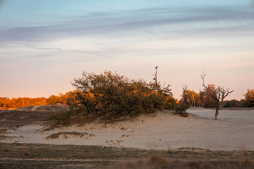 Drunense Duinen Zonsondergang met Kraaien