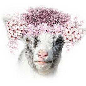 Dutch Mountain Goat with blossom by Fotografie Sybrandy