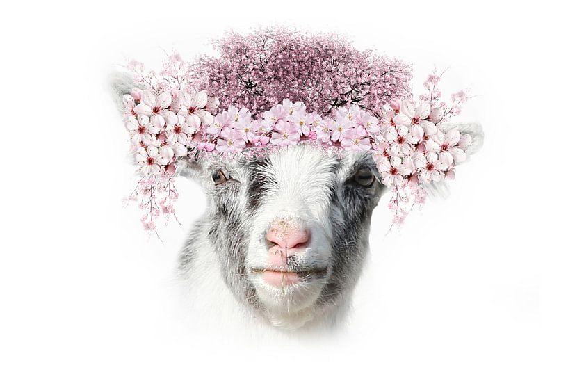 Dutch Mountain Goat with blossom by Fotografie Sybrandy