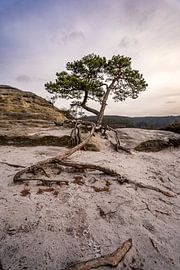 Eenzame pijnboom op een rotsachtige piek