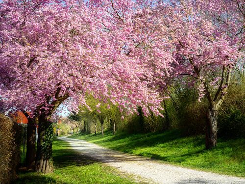 Paysage printanier avec des cerisiers d'ornement en fleurs roses sur ManfredFotos