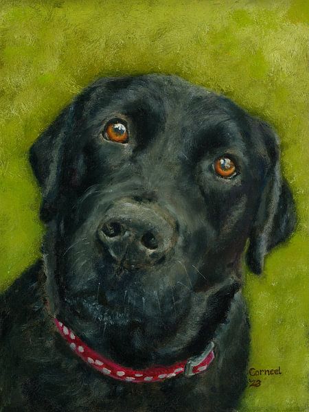 Schwarzer Labrador Retriever Saar von conny-van-gaans