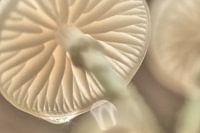 Porcelain mushroom
